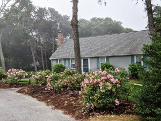 Southeast view of our roses with coastal fog.