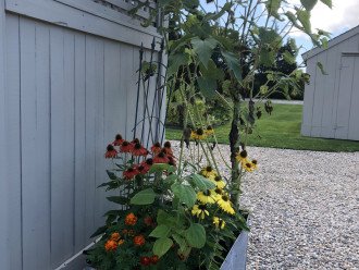 Marigolds, coneflowers, & sunflowers near outdoor shower