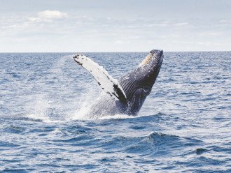 Whale Watching has been great. See our Guest Guide for Details